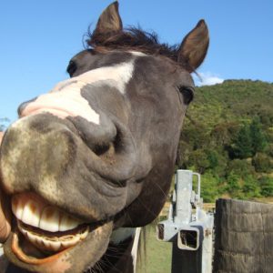 橋馬【はしば】